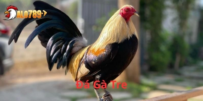 Tổng quan về Đá Gà Tre