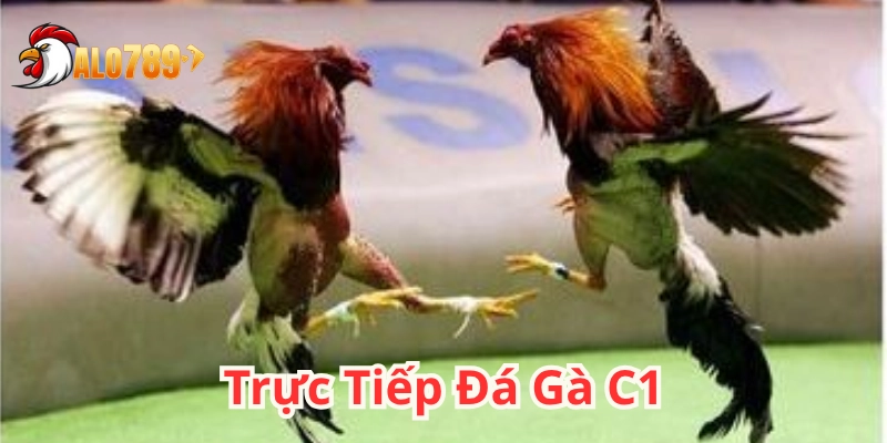 Trực Tiếp Đá Gà C1: 3 Bí mật thú vị chỉ dân chơi mới biết